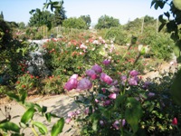 Heritage Rose Garden San Jose 4.JPG